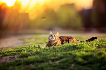 beautiful tabby cat lies on the grass in a sunny summer garden and looks at the flying butterflies