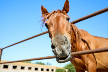 Chestnut horse at fence outdoors on sunny day, closeup. Beautiful pet