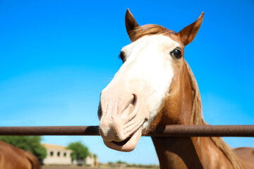 Chestnut horse at fence outdoors on sunny day, closeup. Beautiful pet