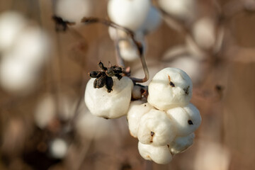 Die Früchte der Schneebeere, Symphoricarpos alba, werden bei uns auch Knallerbsen genannt.