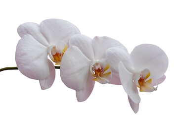 Fototapeta na wymiar Delicate white orchid flowers isolated on a white background. Flowering branch orchid Phalaenopsis or Moth dendrobium, close-up.