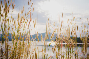 reeds in the water