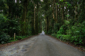 Fototapeta premium Narrow country road through the rain forest 