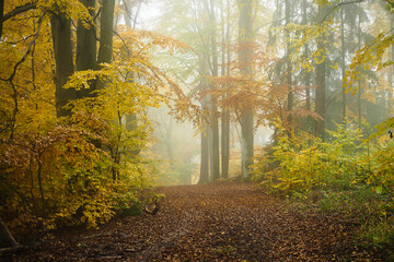 Weg durch einen herbstlichen Buchenwald im Nebel