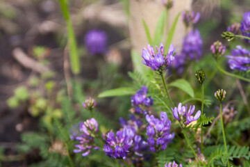 Floral summer background, soft focus. Blooming meadow porridge. Blurred background.