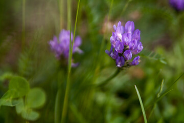 Floral summer background, soft focus. Blooming meadow porridge. Blurred background.
