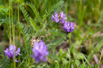 Floral summer background, soft focus. Blooming meadow porridge. Blurred background.