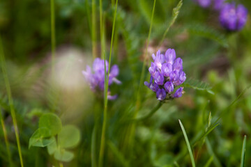 Floral summer background, soft focus. Blooming meadow porridge. Blurred background.