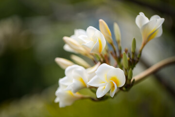 Naklejka na ściany i meble White and yellow plumeria flowers on a tree