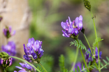 Floral summer background, soft focus. Blooming meadow porridge. Blurred background.