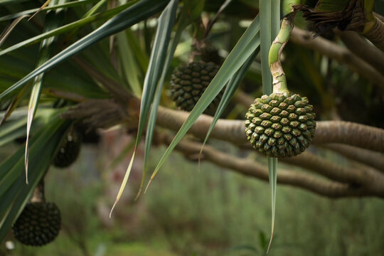 Fruit of Pandanus utilis