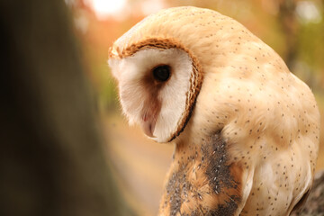Beautiful common barn owl outdoors. Bird of prey