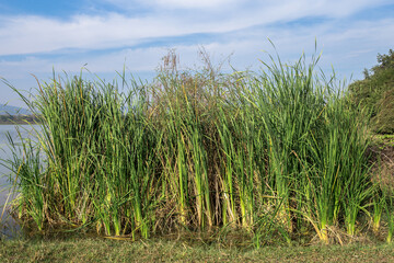 Animal Wildlife, Banking, Beauty, Blue, Bright