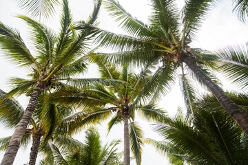 Fototapeta na wymiar Palm trees on sky background