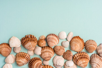 Different seashells on a blue background, place for text