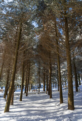 Black Lake Yamanlar Mountain, Izmir - Turkey