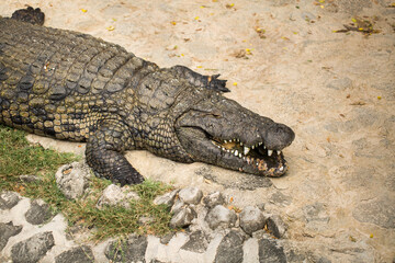 crocodiles