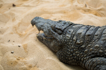 crocodile on light sand