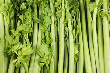 Fresh ripe green celery as background, closeup