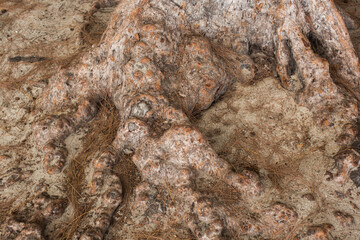 tree root