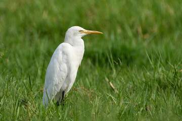 Cattle Egret (Bubulcus ibis) is a wetland bird of tropical area of Eastern Nepal.