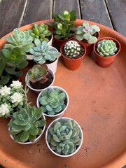 Succulent Cactus Preparing : Cactus transplantation in a new pot with soil, pumice stone, drainage,...