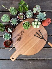 Succulent Cactus Preparing : Cactus transplantation in a new pot with soil, pumice stone, drainage,...