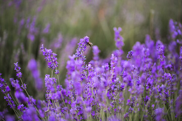 lavender flowers
