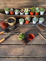 Succulent Cactus Preparing : Cactus transplantation in a new pot with soil, pumice stone, drainage,...