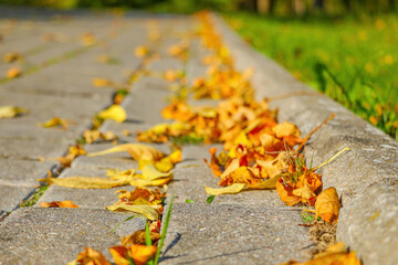 Dry yellow leaves lie on the footpath.