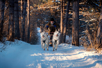 Two husky dogs are pulling a sled with an old musher on the snowy road. Happy grey colored Siberian huskies are running in the forest. There are a lot of trees and snow around them.