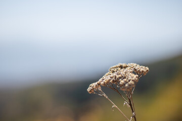 природа Кавказа