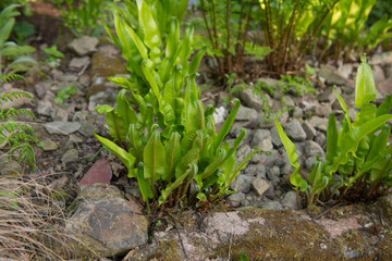 Bright Green Spring Leaves or Fronds of a Hart's Tongue Fern (Asplenium scolopendrium) Growing in a Stone Garden in Rural Devon, England, UK