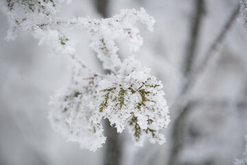 spruce in the snow. pine.