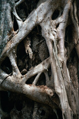 roots of a tree