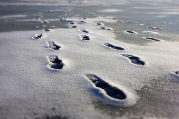 Traces of people on a frozen lake. Sunny winter day. Deep footprints. A dangerous walk. Selective focus.