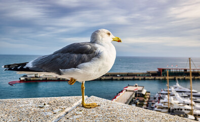 seagull on the pier