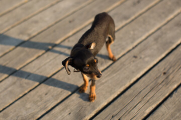 Dog miniature Pinscher puppy