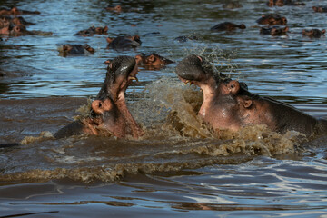Hippos in Grumeti River of Serengeti National Park, Tanzania, East Africa...