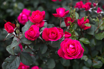 Red rose in the garden