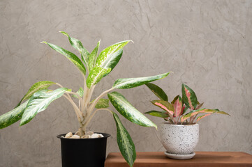 Aglaonema houseplant(Chinese Evergreen) in modern white and black  ceramic container  on wood table...