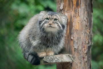 Pallas's cat (Otocolobus manul). Manul is living in the grasslands and montane steppes of Central Asia. Portrait of cute furry adult manul. Instinct to hunt © Igor