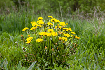 Wildflowers in summer. Dandelion bush in the grass. Yellow dandelion flowers. Blooming dandelion in a spring meadow.