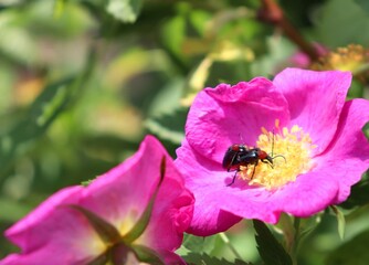 Cantharis rustica mating on pink Rosa canina flower on blurred background. Soldier beetles copulating on dog bramble. Leatherwing bugs breeding on wild briar rose. Macro. Copy space, closeup