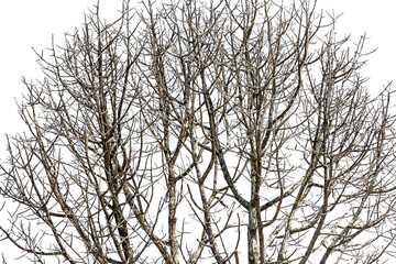 The dead tree without leaves has just a branch that extends from the trunk and has a white backdrop.