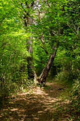 新緑の森の中を歩く