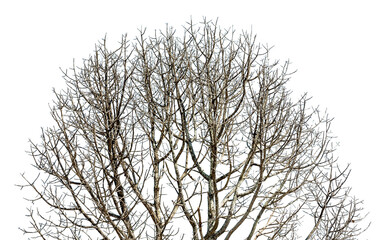 The dead tree without leaves has just a branch that extends from the trunk and has a white backdrop.