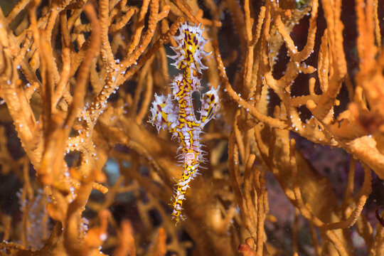 Ornate ghost pipefish camouflaging itself as coral (Mergui archipelago, Myanmar)