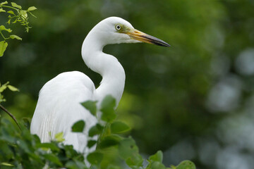 Fototapeta premium Close shots of Greater Egret .