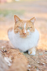 白のオレンジ色の野良猫のアップ